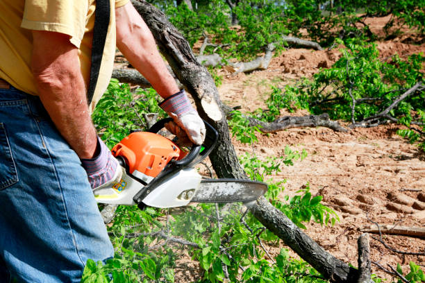 Best Tree Branch Trimming  in Oxon Hill, MD